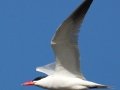 Caspian Tern