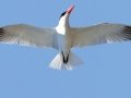 Caspian Tern