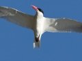 Caspian Tern