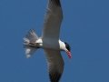 Caspian Tern