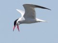 Caspian Tern