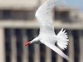 Caspian Tern