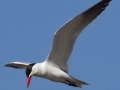 Caspian Tern