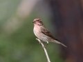 Cassin's Finch