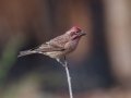 Cassin's Finch