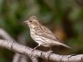 Cassin's Finch