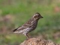Cassin's Finch