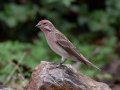 Cassin's Finch