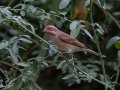 Cassin's Finch