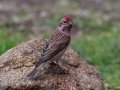 Cassin's Finch