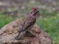 Cassin's Finch