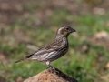 Cassin's Finch