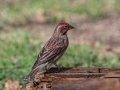 Cassin's Finch