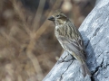 Cassin's Finch - Laguna Mountains - West Meadow Area