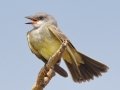 Cassin's Kingbird