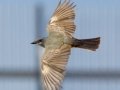 Cassin's Kingbird