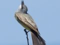 Cassin's Kingbird