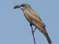 Cassin's Kingbird