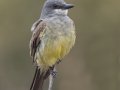 Cassin's Kingbird