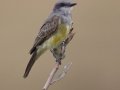 Cassin's Kingbird