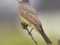Cassin's Kingbird