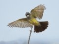 Cassin's Kingbird