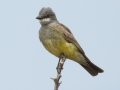 Cassin's Kingbird