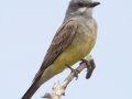 Cassin's Kingbird