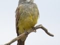 Cassin's Kingbird