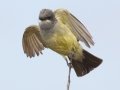 Cassin's Kingbird
