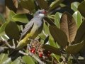 Cassin's Kingbird