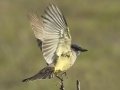 Cassin's Kingbird
