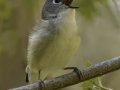 Cassin's Vireo