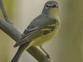 Cassin's Vireo