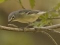 Cassin's Vireo