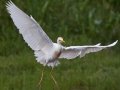 Cattle Egret