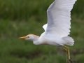 Cattle Egret