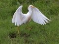 Cattle Egret