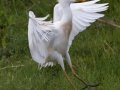 Cattle Egret