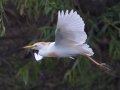 Cattle Egret