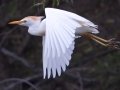 Cattle Egret