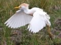 Cattle Egret