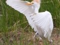 Cattle Egret