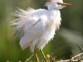 Cattle Egret