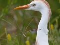 Cattle Egret