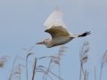 Cattle Egret