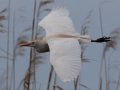 Cattle Egret