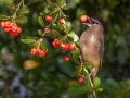 Cedar Waxwing - Dos Picos County Park, Ramona, San Diego County, California, Nov 23, 2015