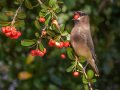 Cedar Waxwing - Dos Picos County Park, Ramona, San Diego County, California, Nov 23, 2015