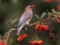 Cedar Waxwing - Dos Picos County Park, Ramona, San Diego County, California, Nov 19, 2018